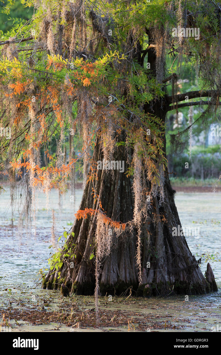 Spanish Moss on Cypress tree in Cypress Island Preserve swamp, Lake