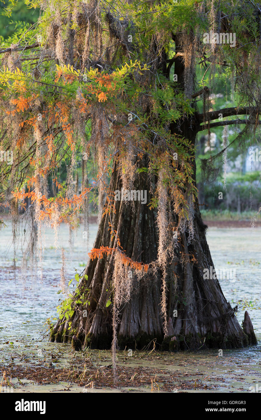 Spanish Moss on Cypress tree in Cypress Island Preserve swamp, Lake Martin Stock Photo