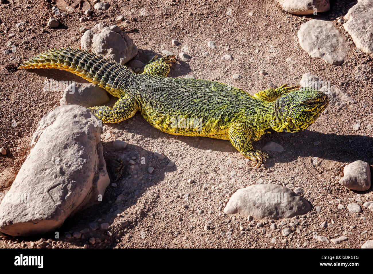 Yellow-green lizard (lacertilia) in the Sahara desert, Morocco. Stock Photo