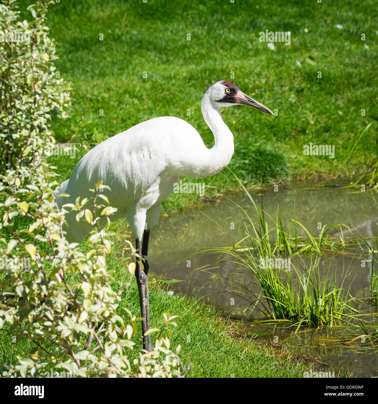 A Whooping Crane (Grus americana), in captivity, at the Calgary Zoo in Calgary, Alberta, Canada. Stock Photo