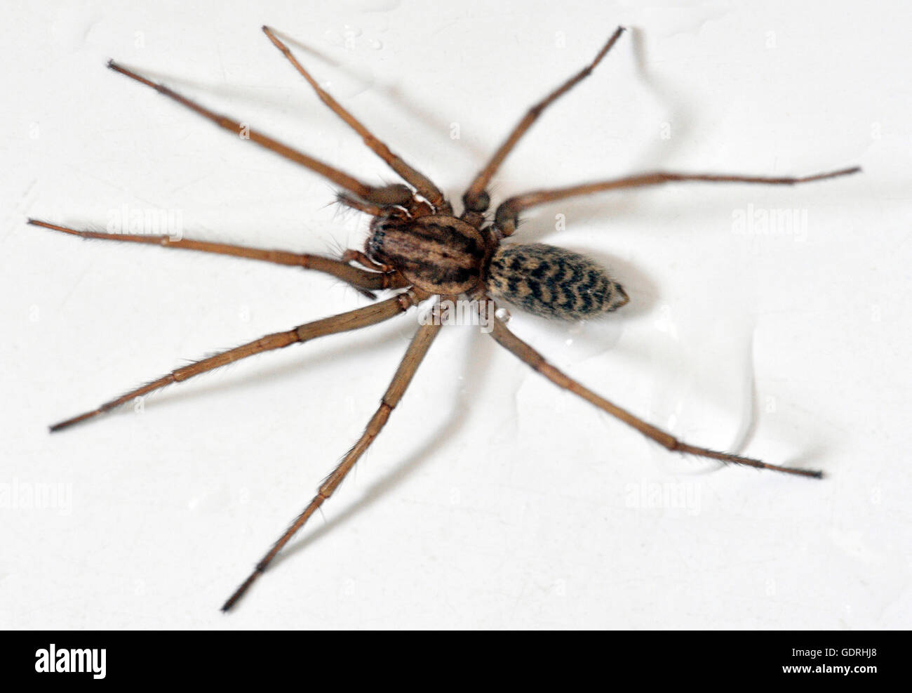 zoology / animals, arachnid, spiders, Tegenaria atrica, in web, distribution: Central Europe, Additional-Rights-Clearance-Info-Not-Available Stock Photo