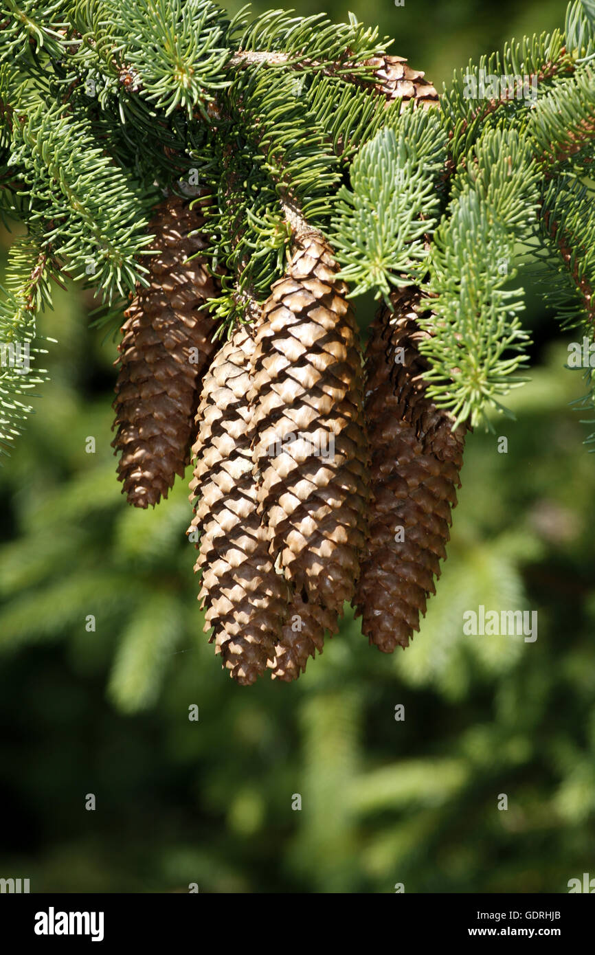 botany, Spruce, (Picea), Norway Spruce, (Picea abies), cones, at branch, Additional-Rights-Clearance-Info-Not-Available Stock Photo