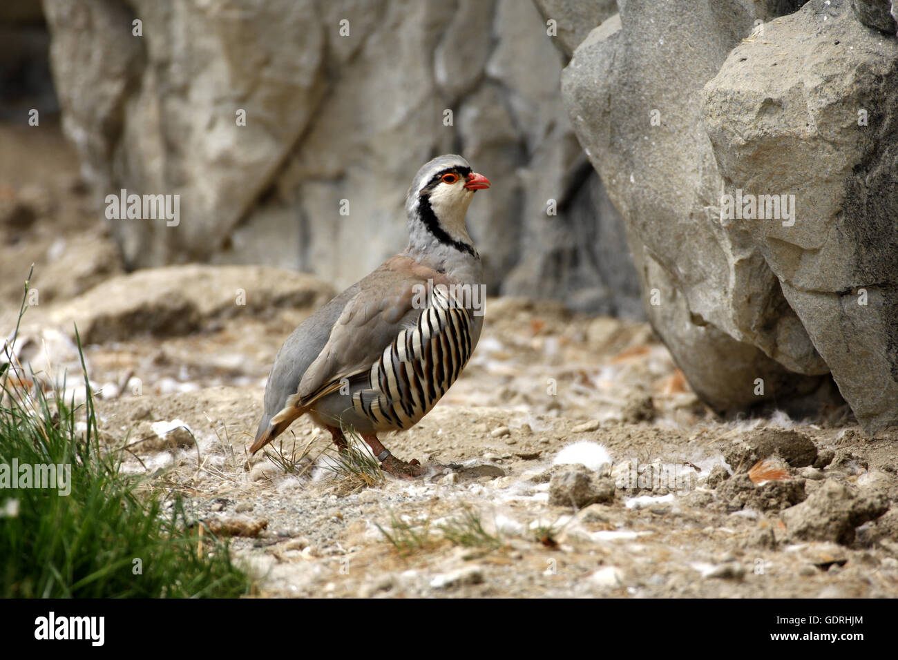 zoology / animals, avian / birds, Rock Partridge, (Alectoris  graeca), standing at rock, distribution: Europe, Additional-Rights-Clearance-Info-Not-Available Stock Photo