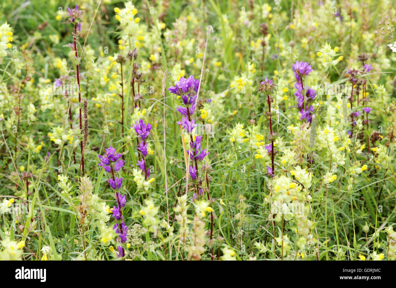 meadow of purple bells Campanula and yellow Galeobdolon luteum on background green grass Stock Photo