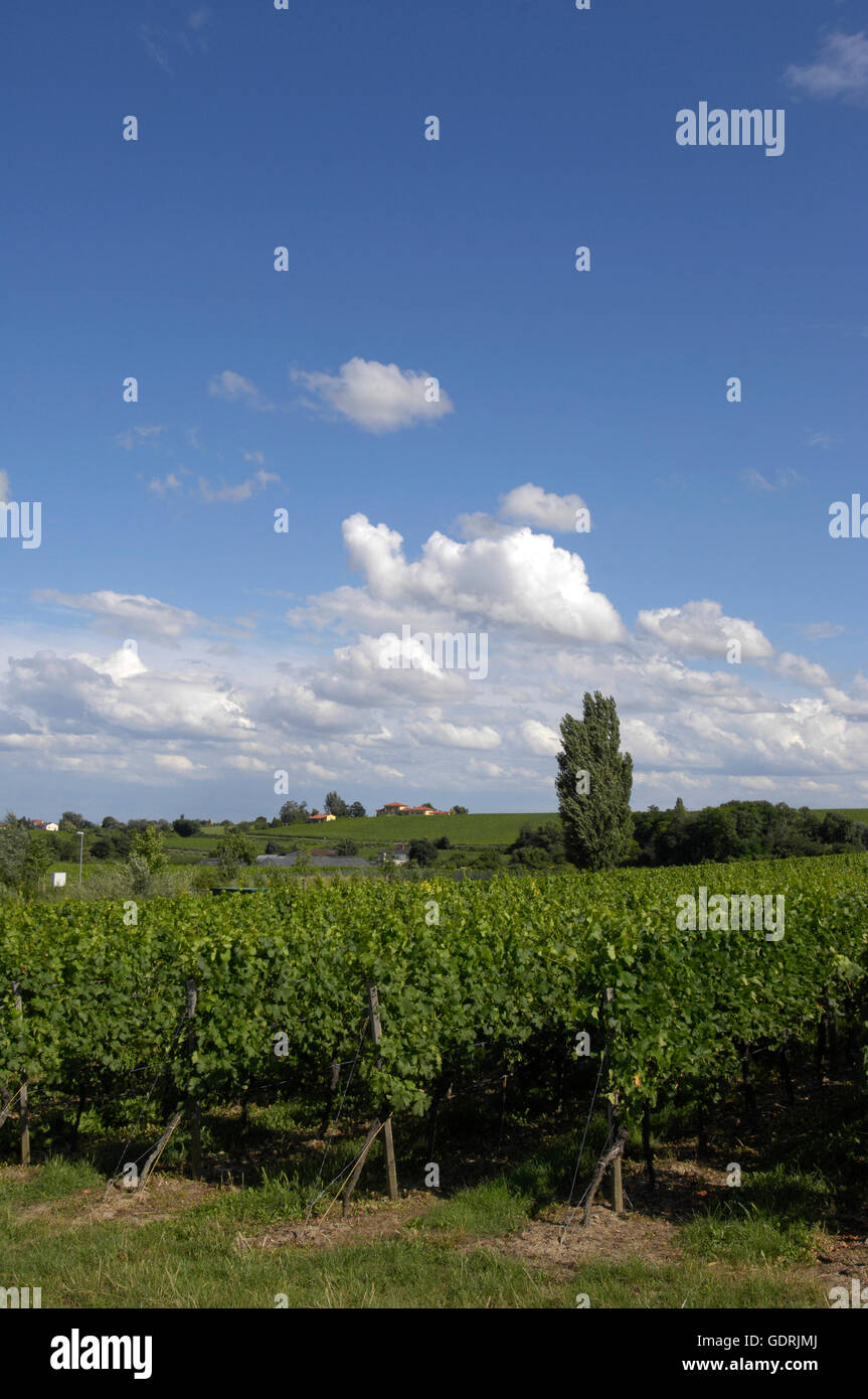 geography / travel, Germany, Rhineland-Palatinate, Herxheim am Berg, vineyard, Additional-Rights-Clearance-Info-Not-Available Stock Photo