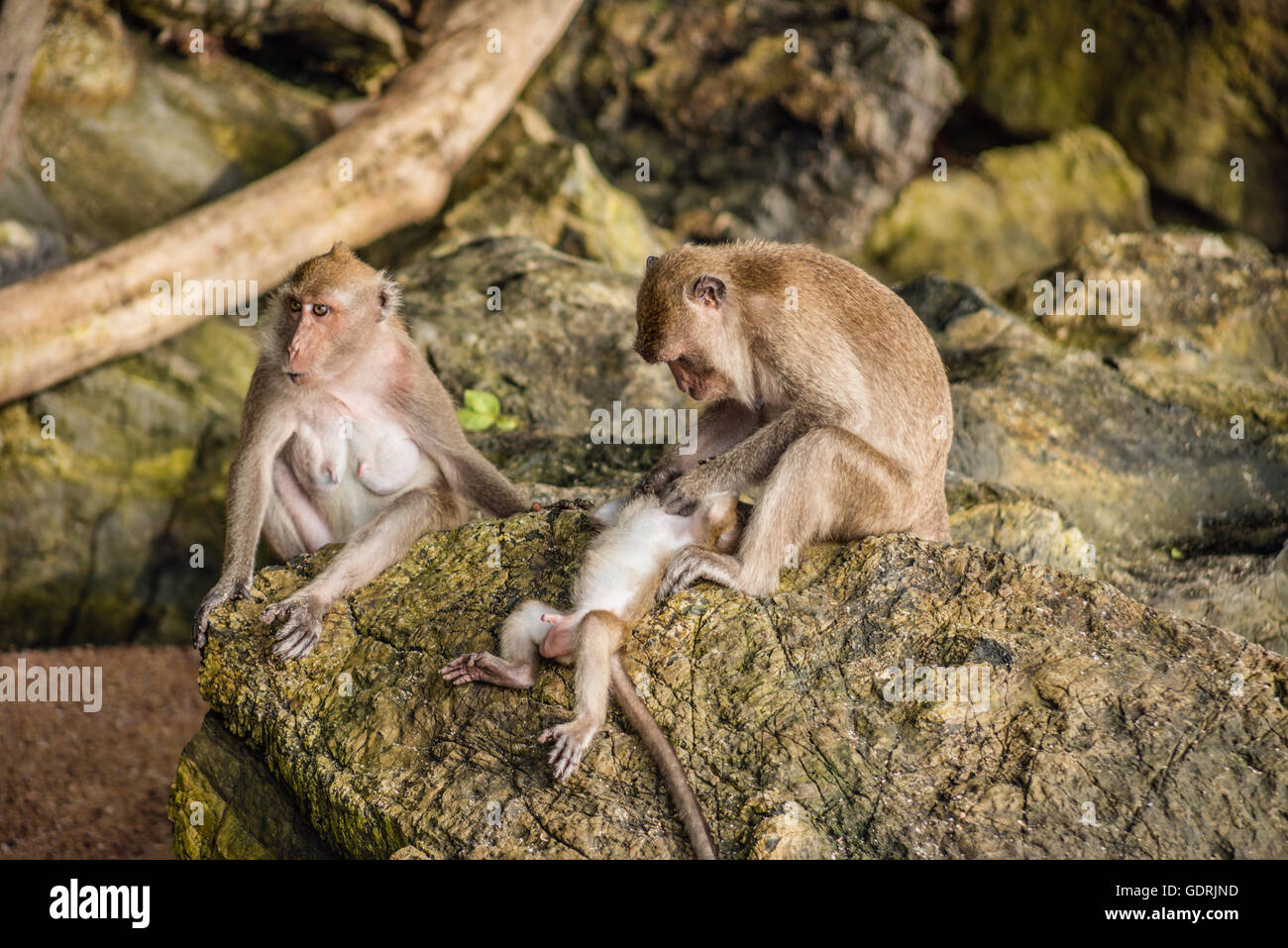 Macaque monkey family grooming at the Ao Nang Beach, Thailand Stock Photo