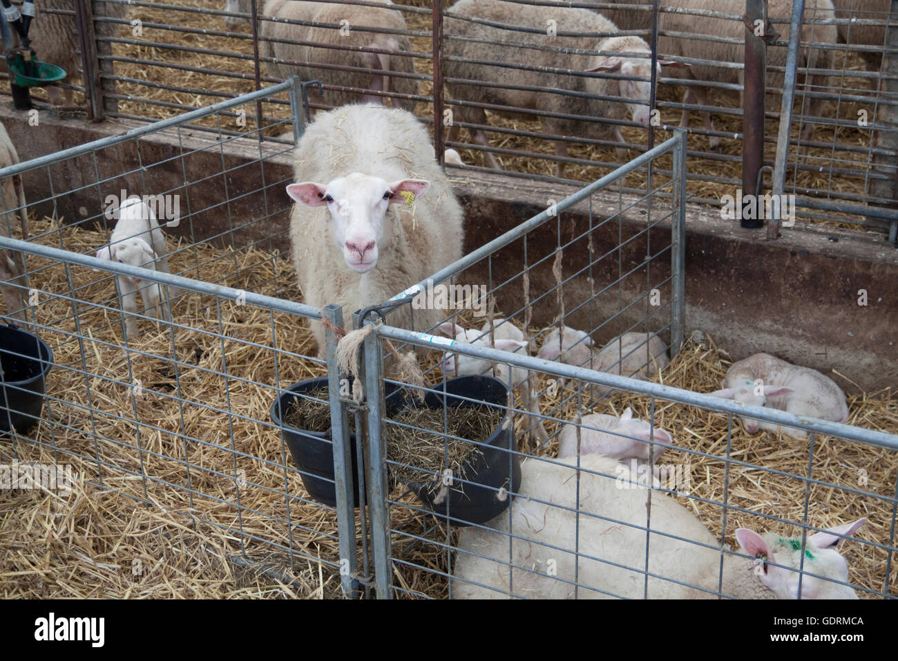 Mother sheep in a pen with lambs Stock Photo - Alamy