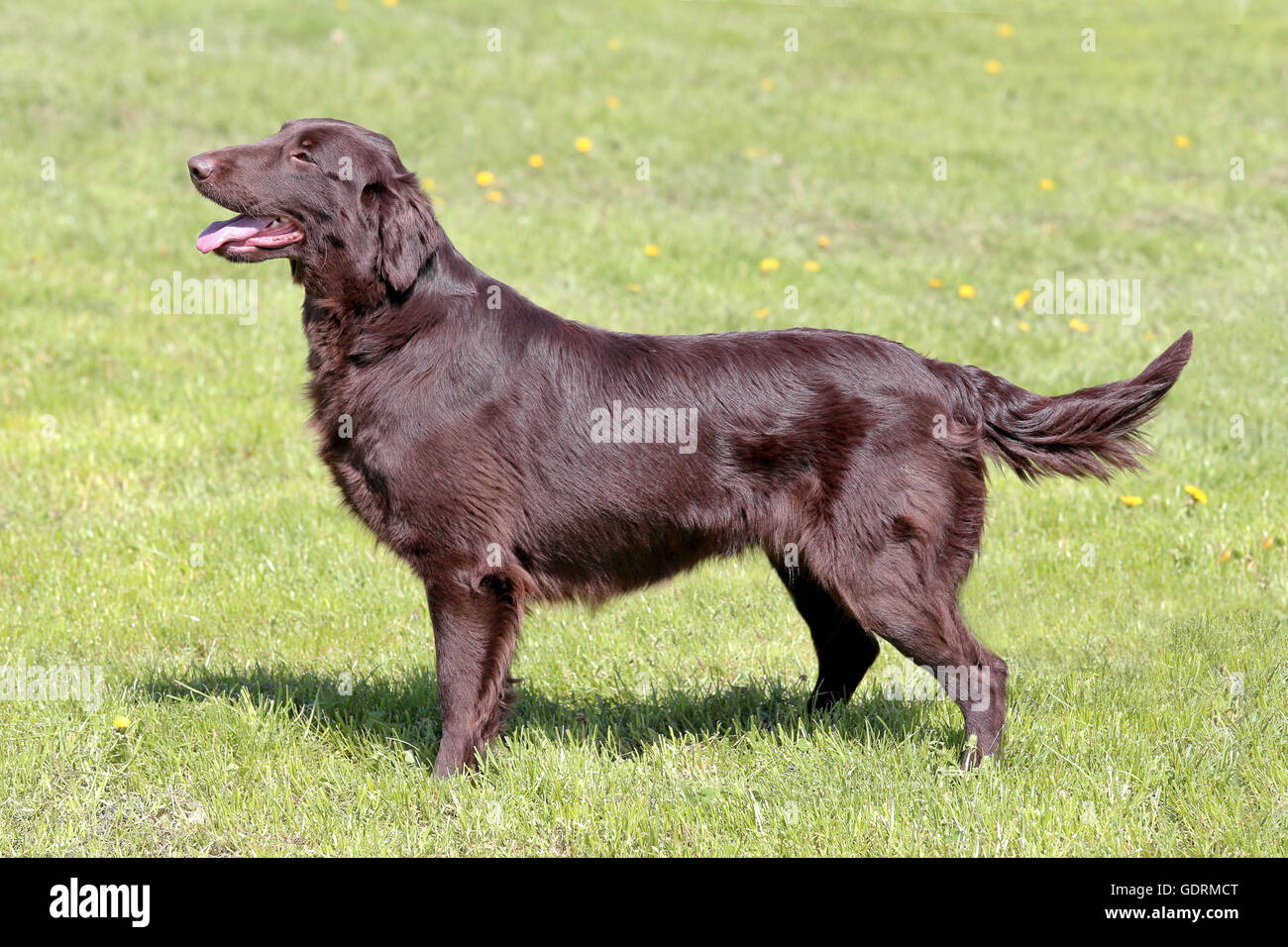 Float coat clearance retriever