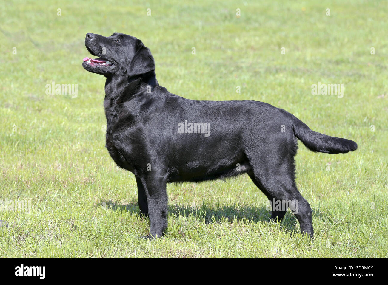 Typical  Black Labrador Retriever in the spring garden Stock Photo
