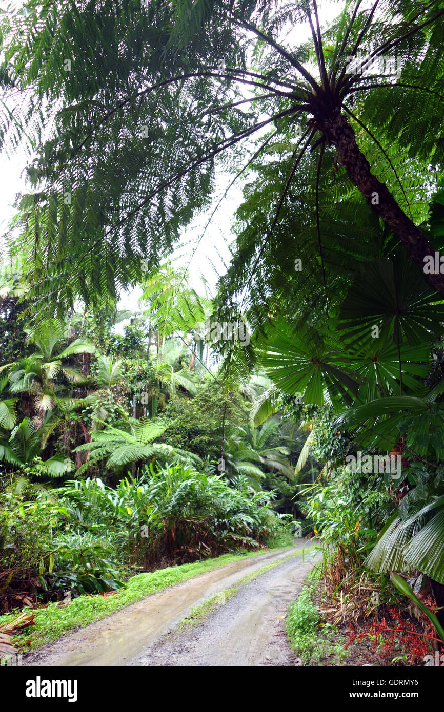 Daintree rainforest plants hires stock photography and images Alamy
