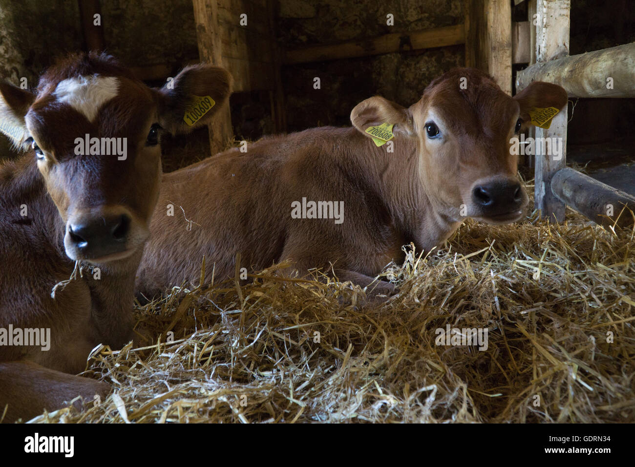Two young Jersey Cows,the breed being famous for the quality of milk Stock Photo Alamy