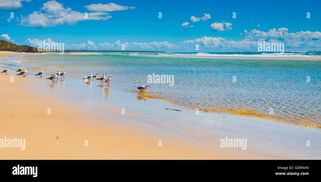 A group of seagulls gathered by the waters edge at North Stradbroke Island on a beautiful clear day in Queensland, Australia Stock Photo