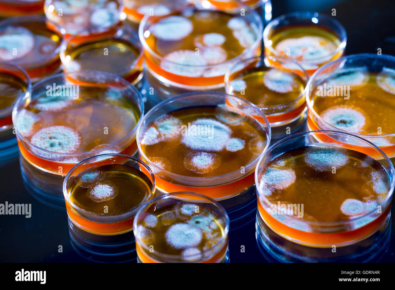 Penicillin Petri Dish High Resolution Stock Photography And Images Alamy