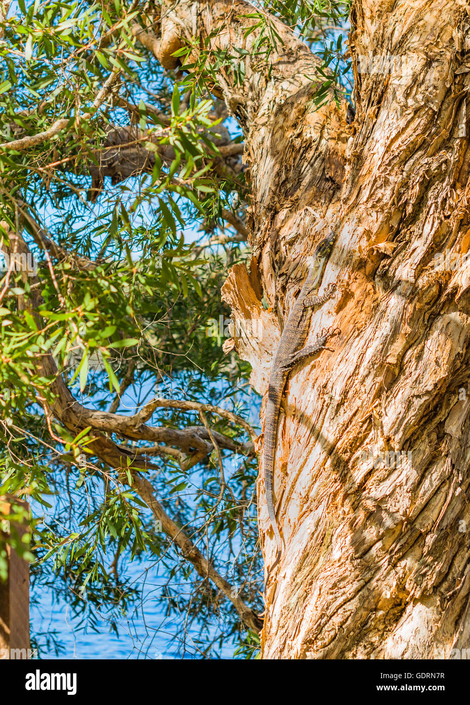 Goanna climbing up stringy bark tree on Stradbroke Island, Queensland