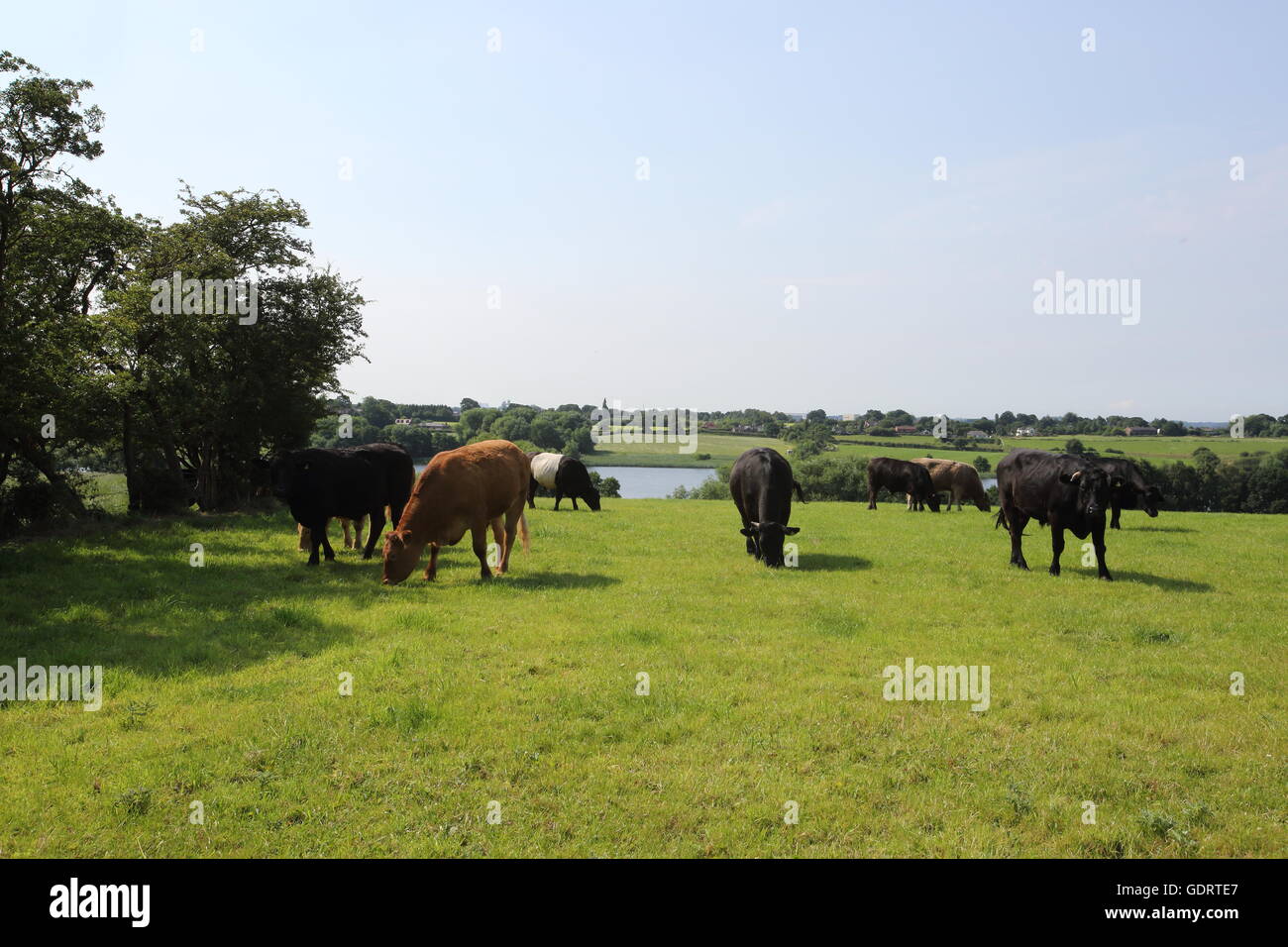Pickmere, Cheshire, UK. 20th July, 2016. Hot weather, sunshine and high temperatures continue in Cheshire around Pickmere, a small village and lake in Cheshire. Credit:  Simon Newbury/Alamy Live News Stock Photo