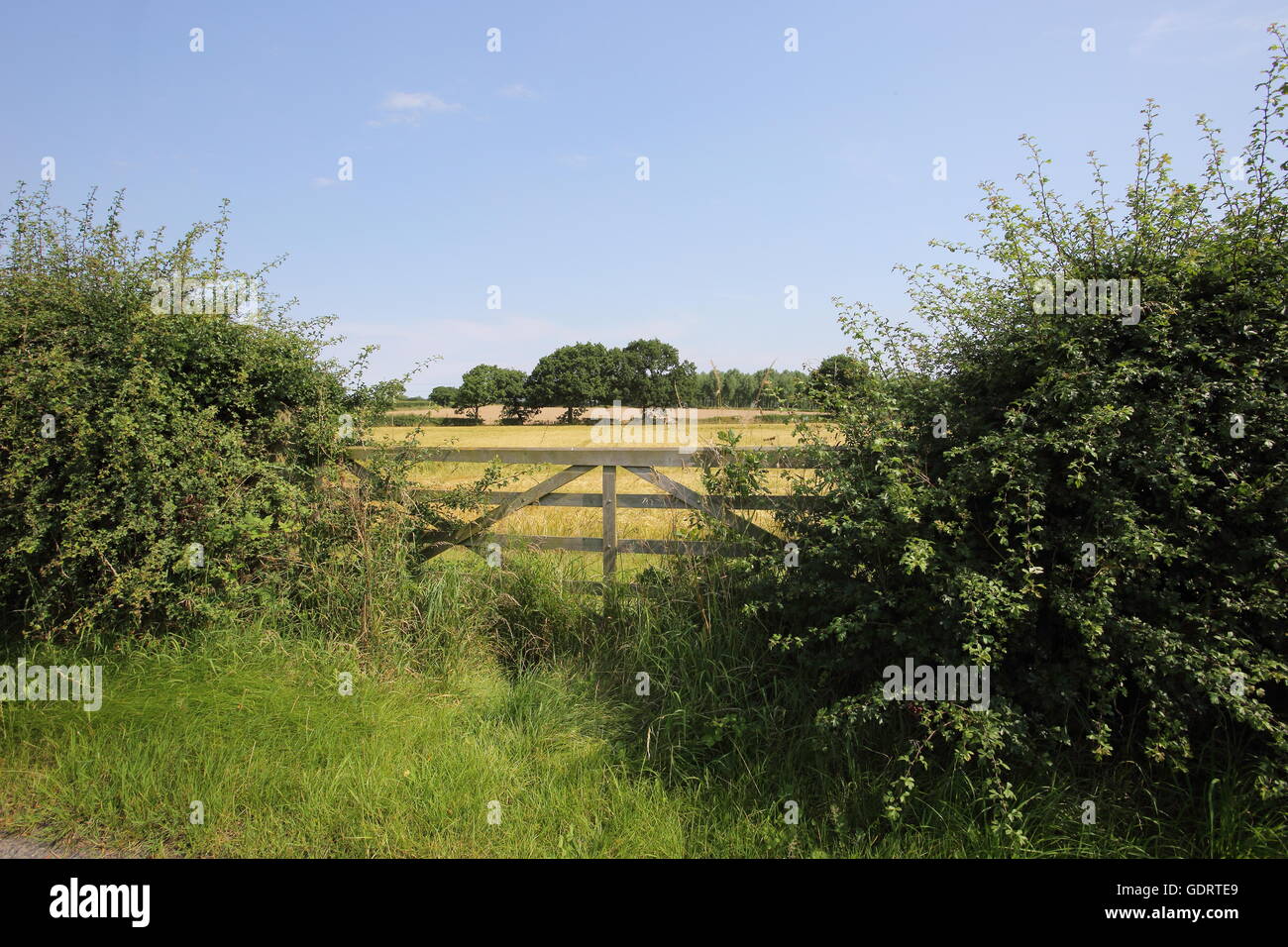 Pickmere, Cheshire, UK. 20th July, 2016. Hot weather, sunshine and high temperatures continue in Cheshire around Pickmere, a small village and lake in Cheshire. Credit:  Simon Newbury/Alamy Live News Stock Photo