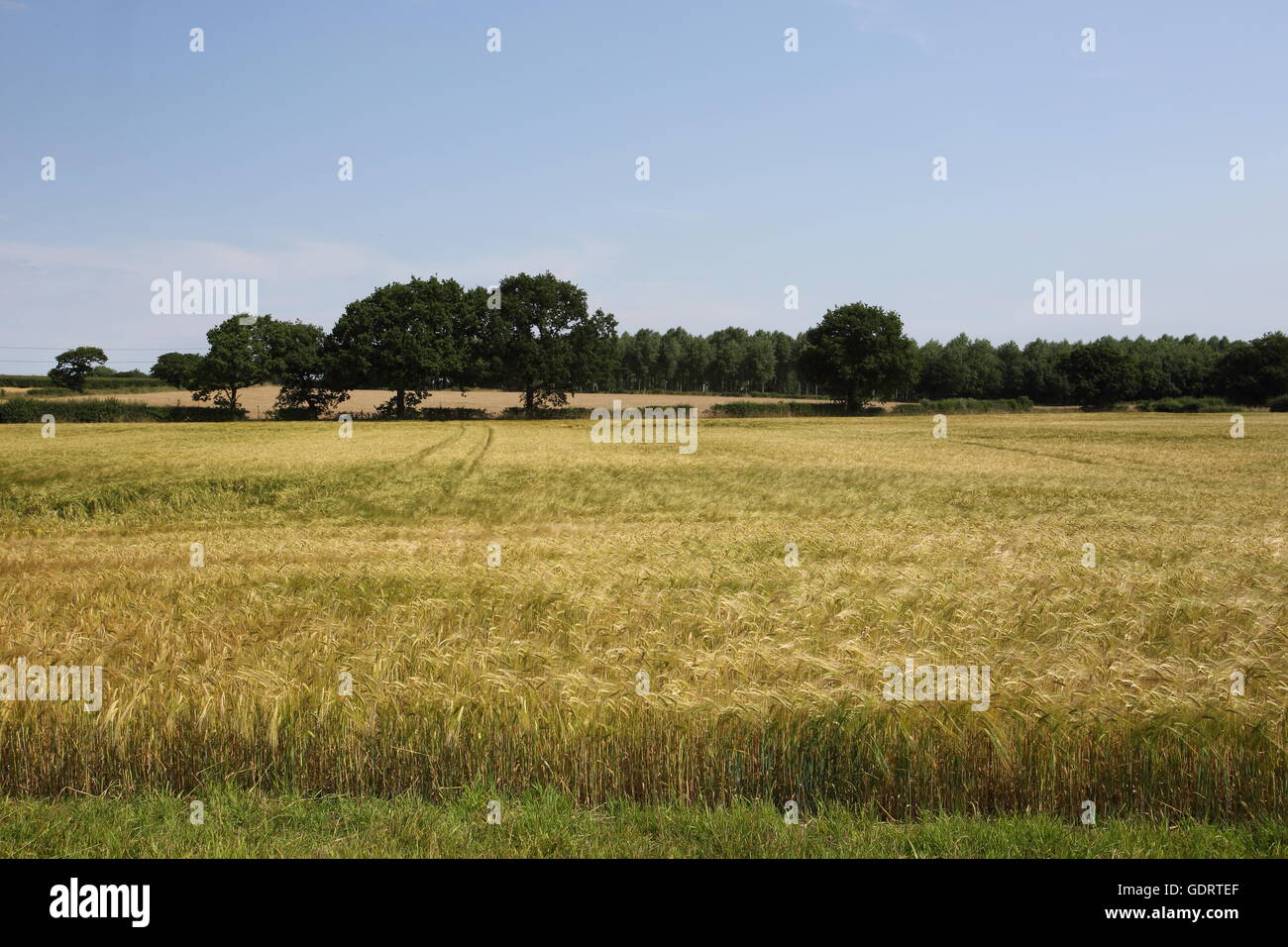 Pickmere, Cheshire, UK. 20th July, 2016. Hot weather, sunshine and high temperatures continue in Cheshire around Pickmere, a small village and lake in Cheshire. Credit:  Simon Newbury/Alamy Live News Stock Photo