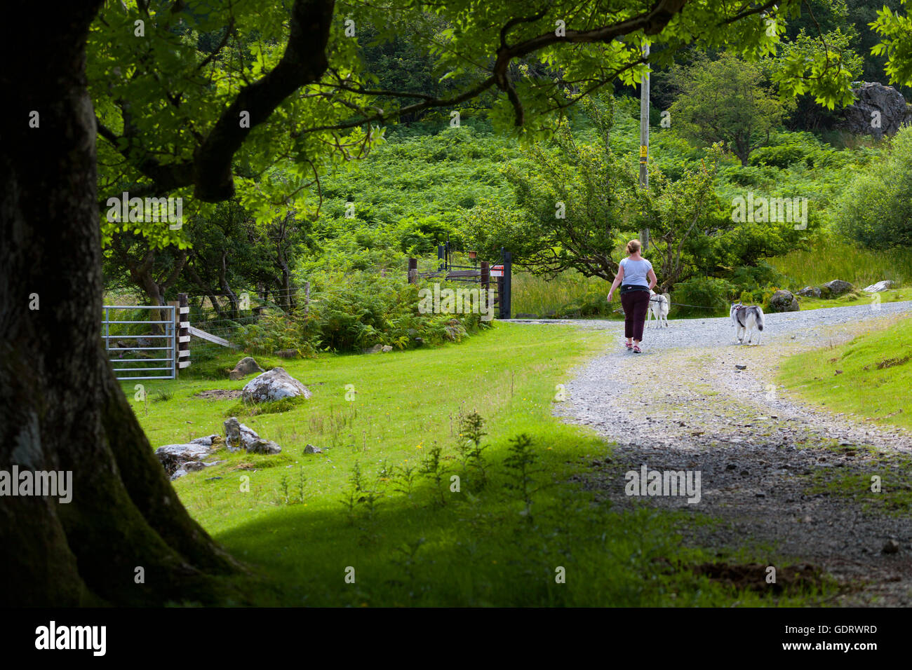 A woman walking alone with her husky dogs along the path that contours Llyn Crafnant lake in the Conwy Valley in North Wales Stock Photo