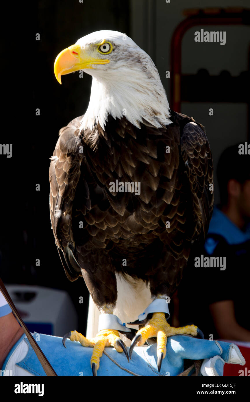 WASHINGTON, DC - APRIL 29: The Nationals bald eagle Mascot