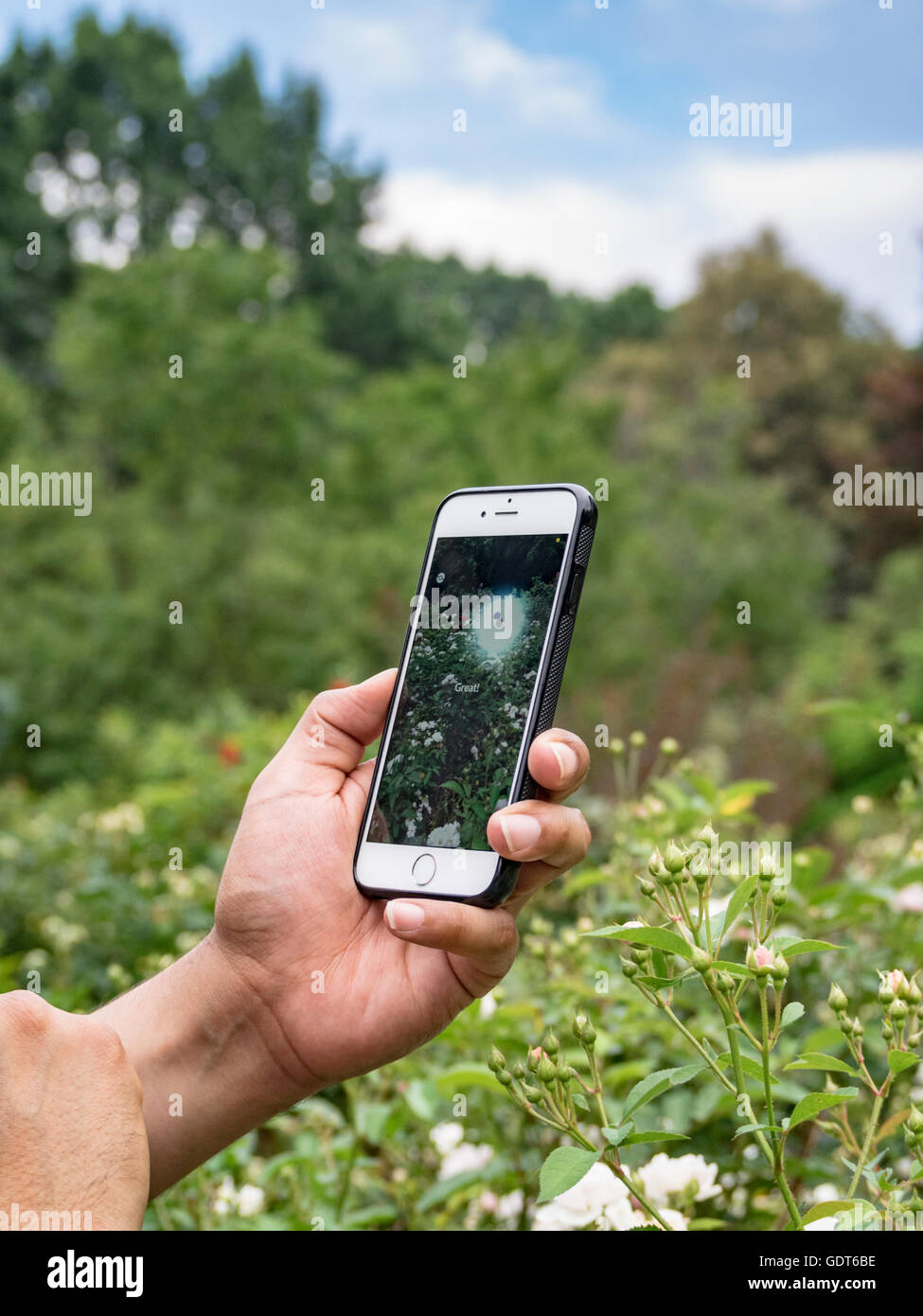 Columbus, Ohio, USA, 21 July 2016: Close up of hands  playing Pokemon Go on mobile phone screen at the Park of Roses. Pokemon Go is a location based augmented reality mobile game developed by Niantic Labs using the popular Nintendo video game action figures. Credit:  2016 Marianne A. Campolongo/Alamy Live News. Stock Photo
