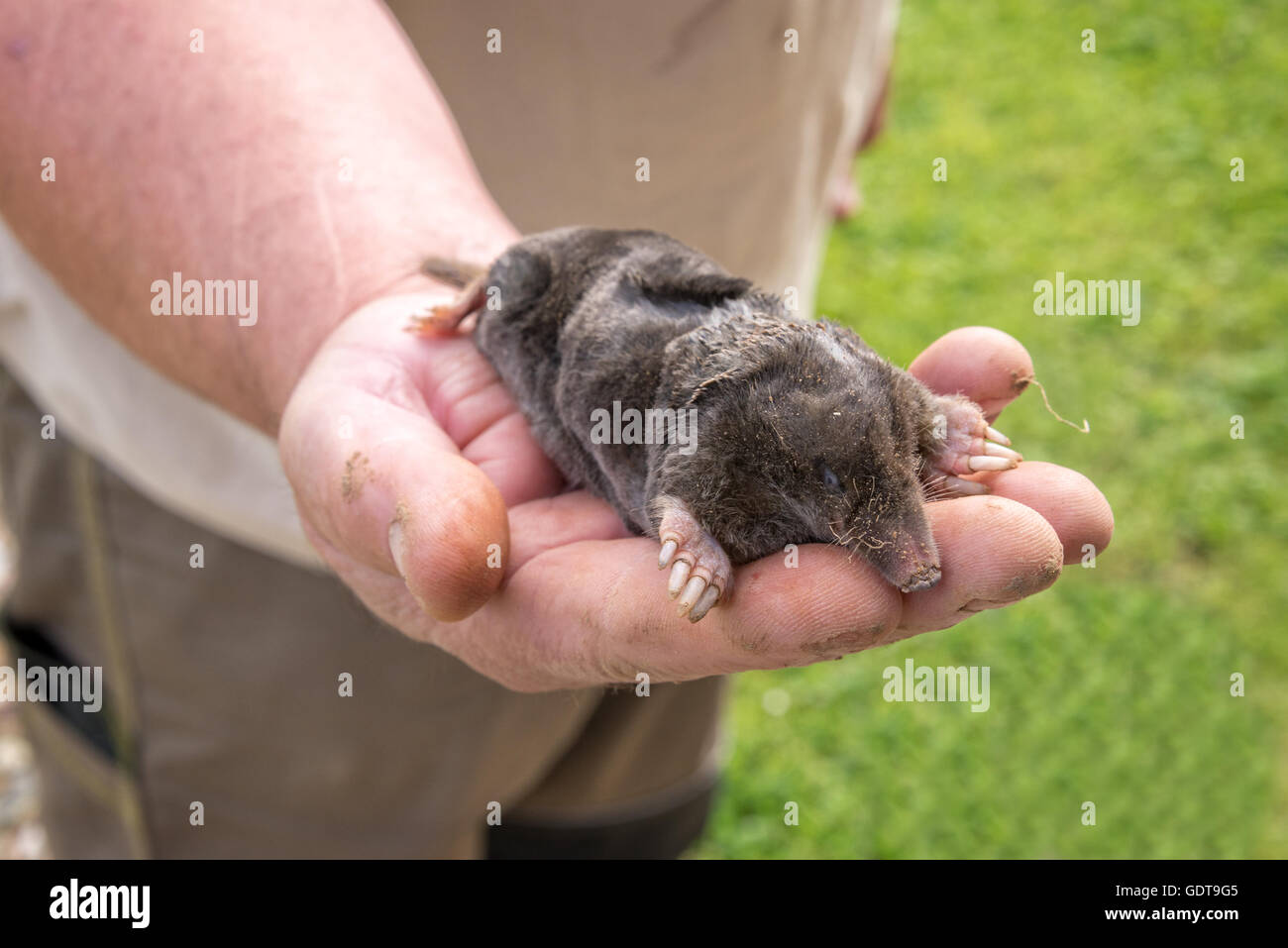 Dead mole in a hand, garden background Stock Photo