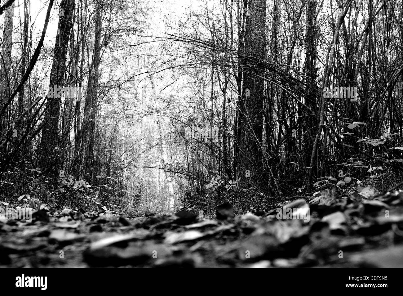 Trees and branches silhouette Black and White Stock Photos & Images - Alamy