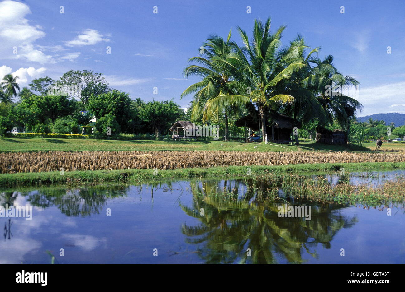 The ricefield at Pantai Cenang of Langkawi Island in the northwest of Malaysia Stock Photo