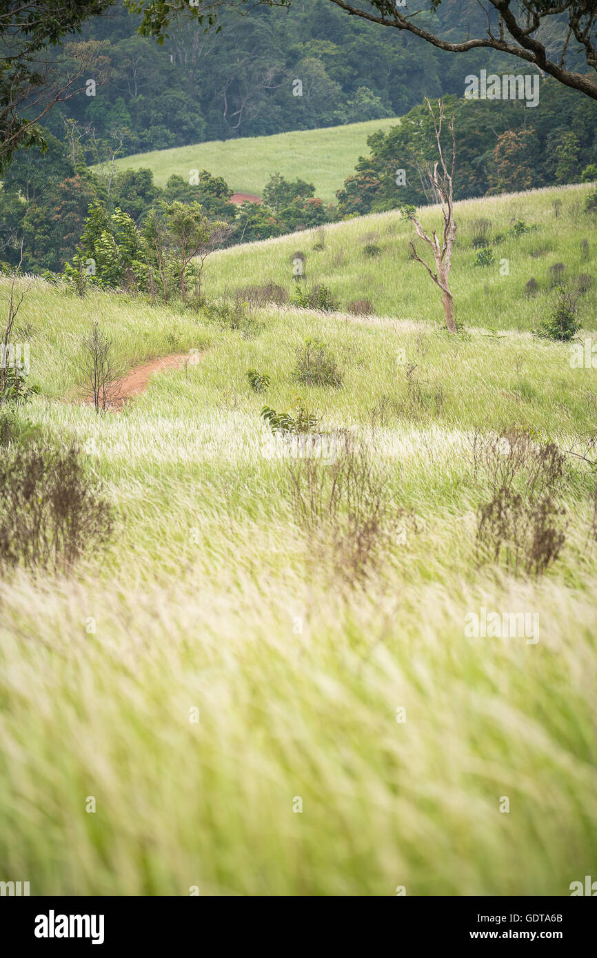 Green hills in vertical with blowing flowering grass from wind inside national park of Thailand. Stock Photo