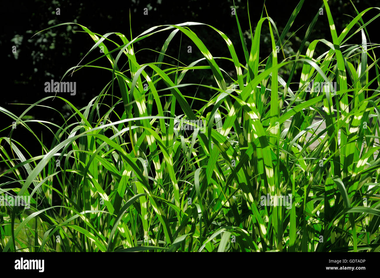 Zebra striped grass Stock Photo