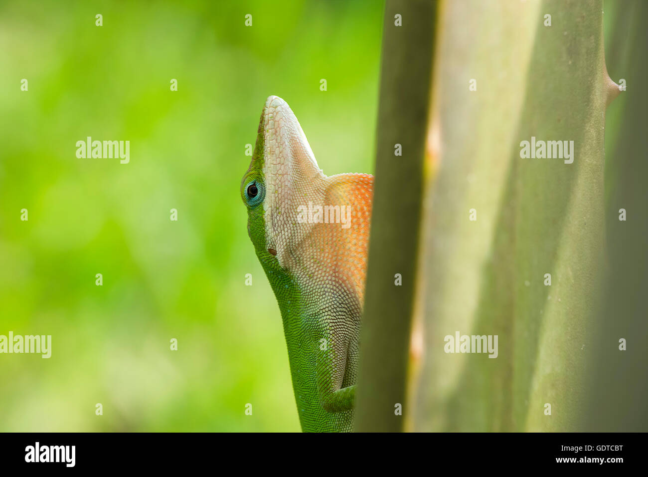 Anole provides a peak at his dewlap from behind an aloe vera leaf Stock Photo