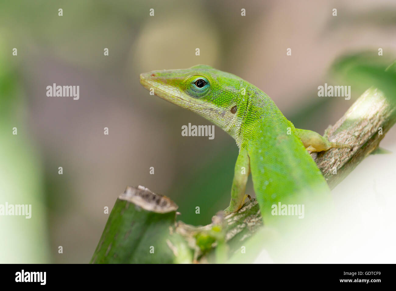 Back rests hi-res stock photography and images - Alamy