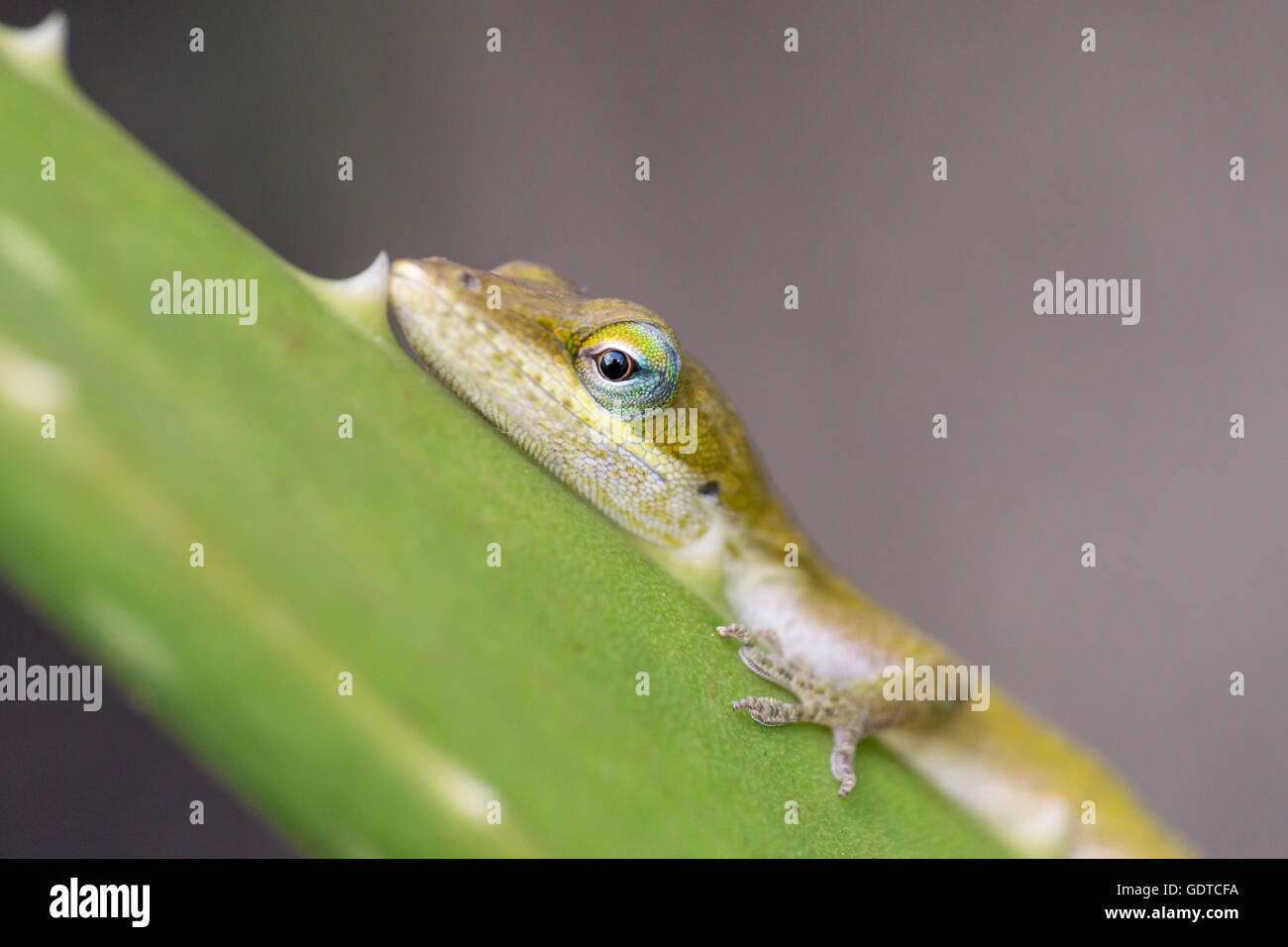 A juvenile anole rests along an aloe vera leaf basking in the sun Stock Photo