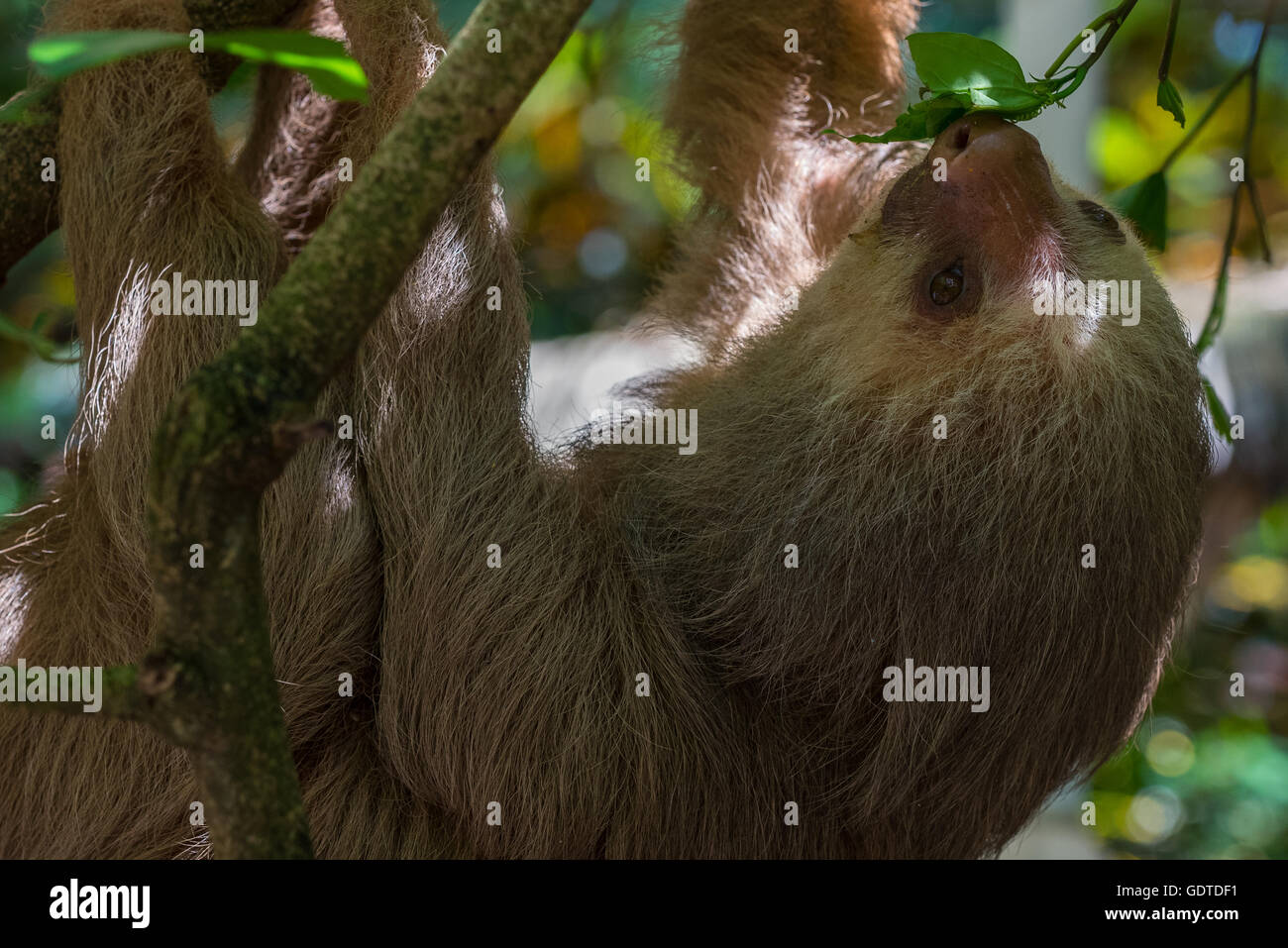 Young Two Toed Sloth hanging fro a tree branch Stock Photo
