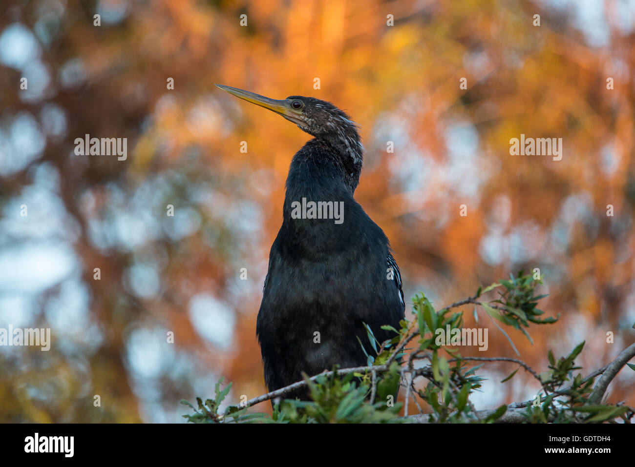 Anhinga bird pearched on branch Stock Photo