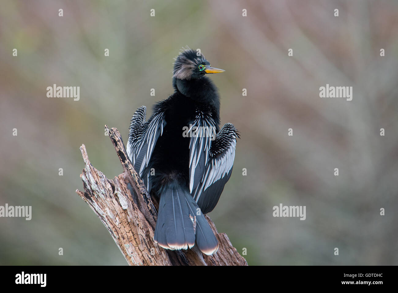 Anhinga bird perched on tree stump Stock Photo