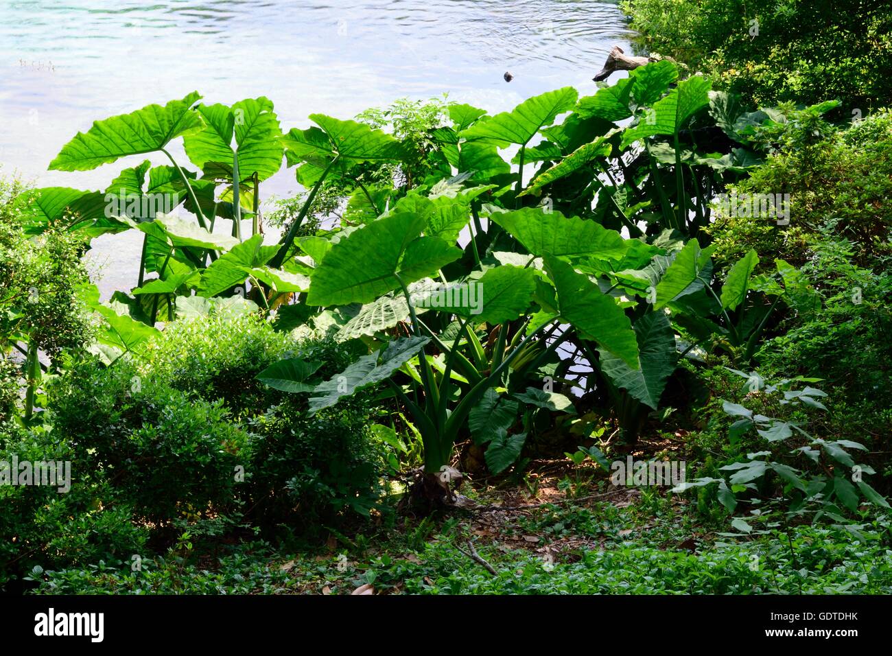 Colocasia Elephant Ear Plant in the Springtime at Florida State Park Stock  Photo - Alamy