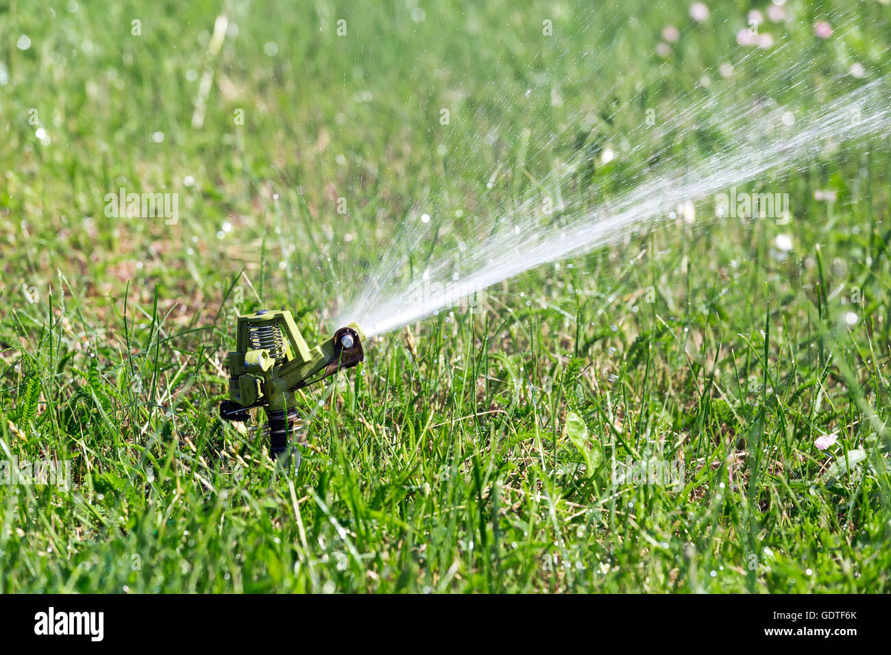 Sprinkler head spraying water on grass Stock Photo
