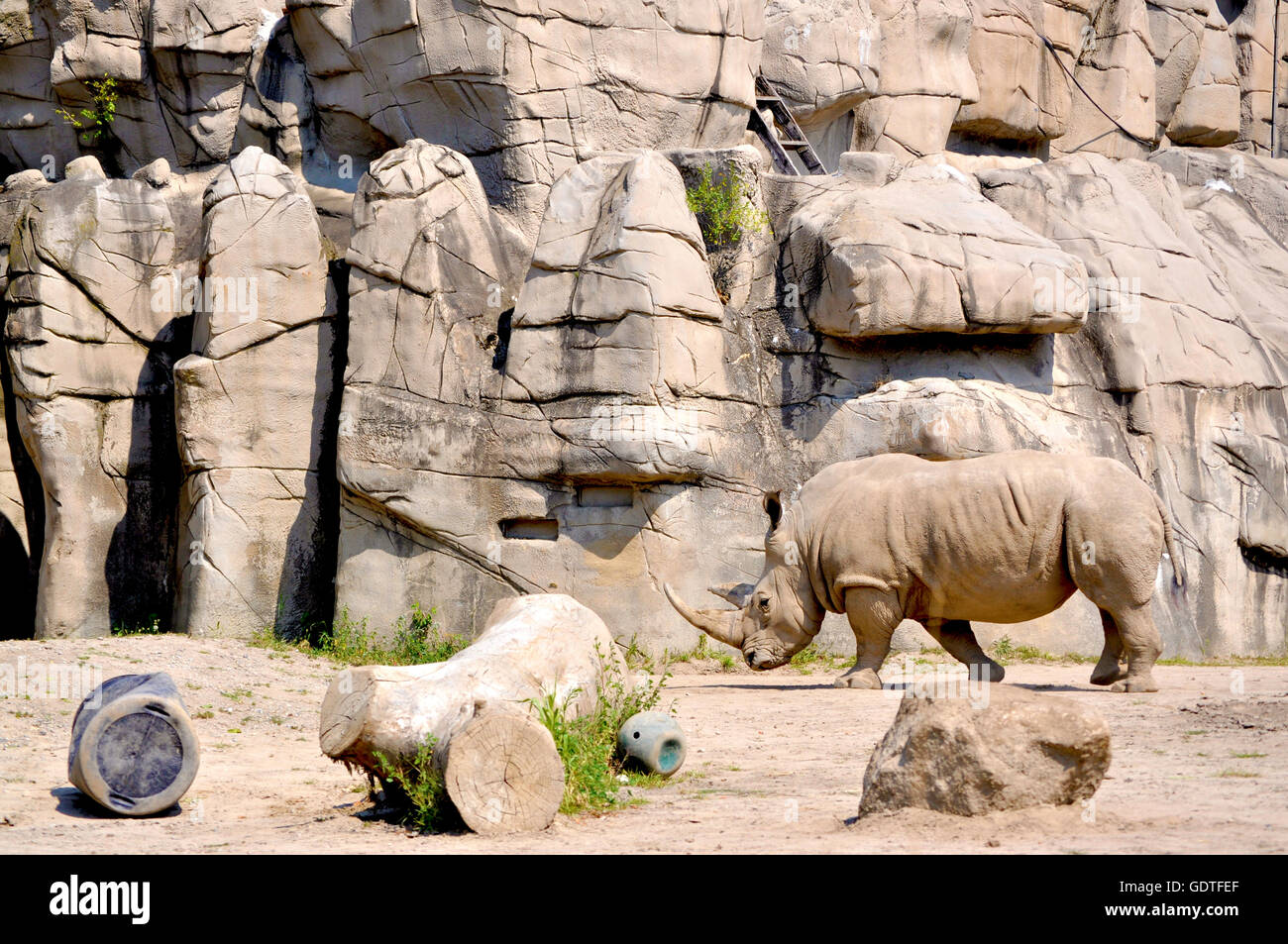 Rhino. Summer Heat. Detroit Zoo, Detroit, MI Stock Photo Alamy