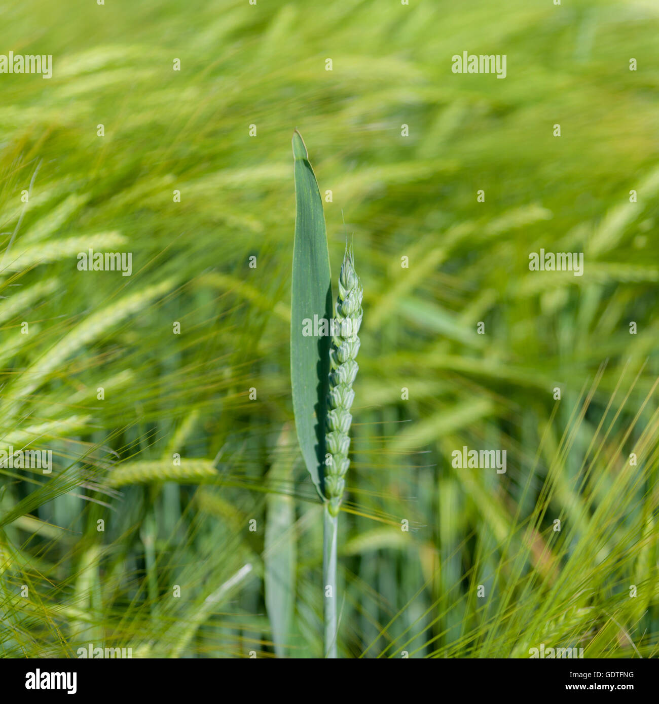 A single ear of wheat standing out in the crowd in a field full of barley, stand out in the crowd, be yourself, the one and only Stock Photo