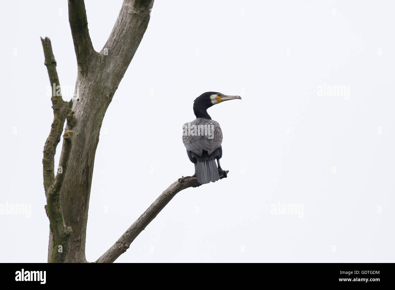 a cormorant sitting in a tree Stock Photo - Alamy