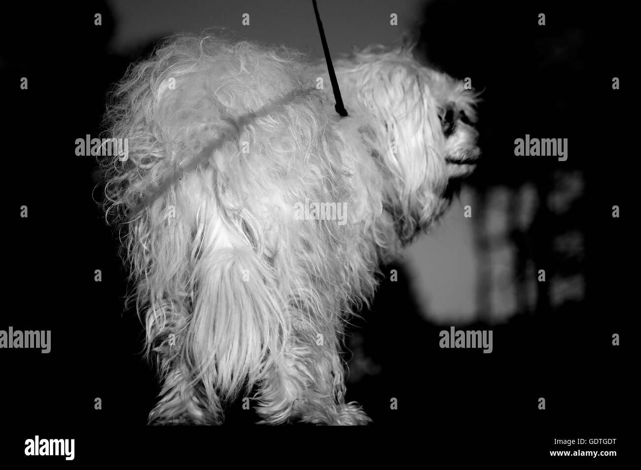 Dog, Dogs, Pooch, Pet, Pets Stock Photo Alamy