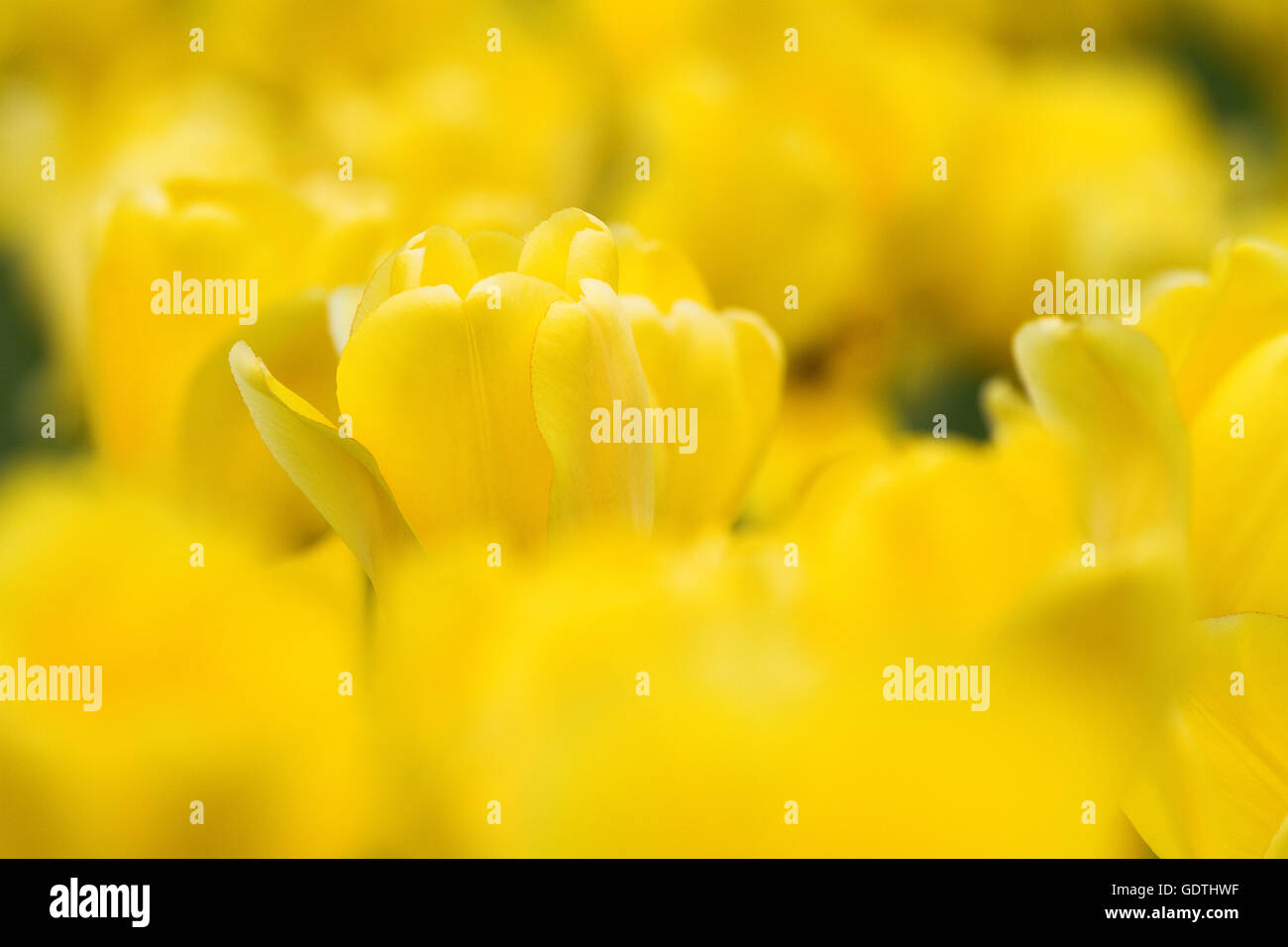 Yellow tulip in a garden Stock Photo - Alamy