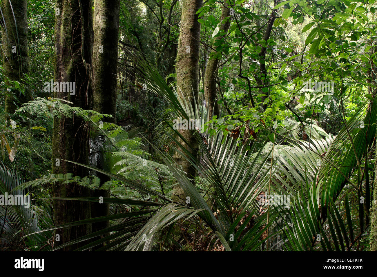 Lush green foliage in tropical jungle Stock Photo - Alamy