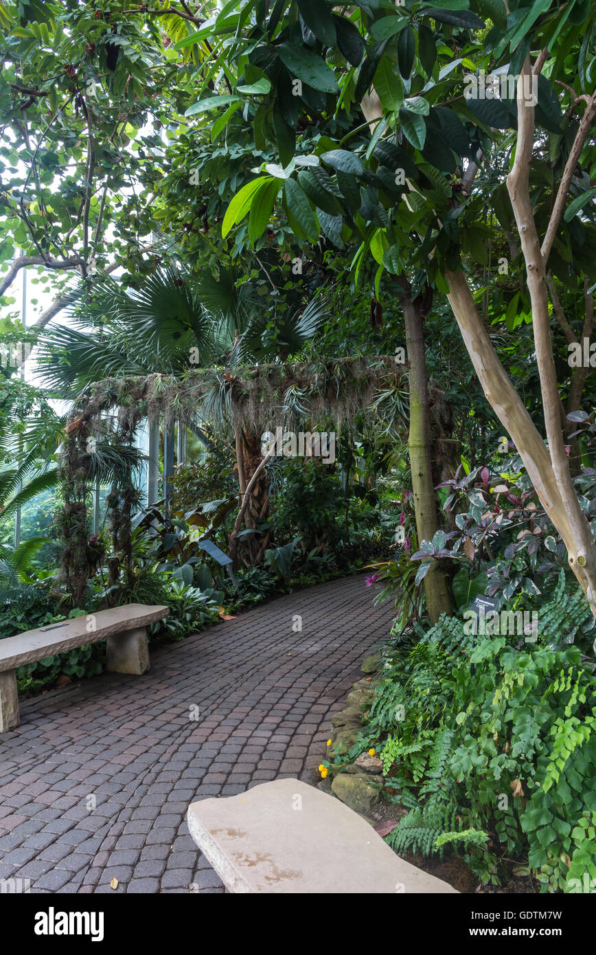 Glasshouse with tropical vegetation. Various trees, palms, plants