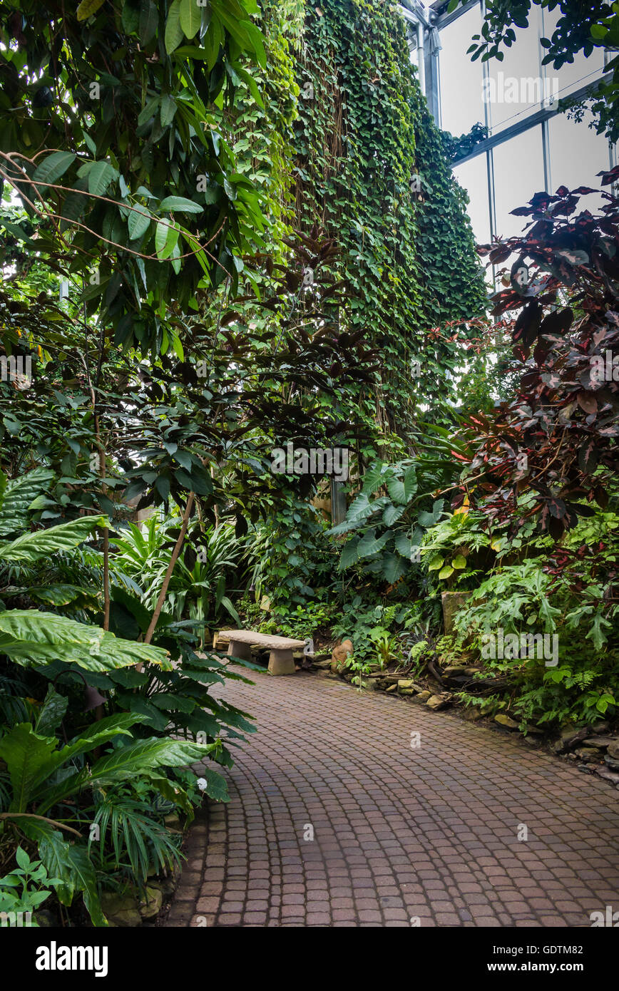 Glasshouse with tropical vegetation. Various trees, palms, plants