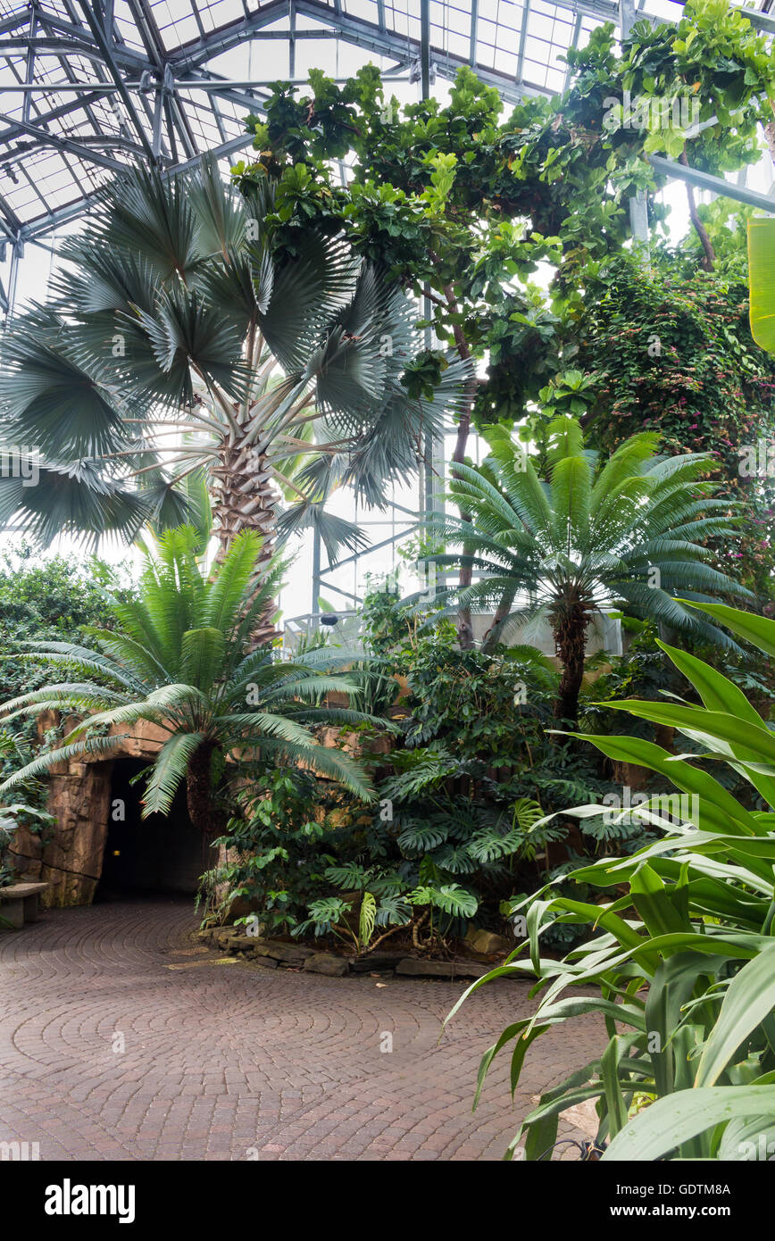 Glasshouse with tropical vegetation. Various trees, palms, plants