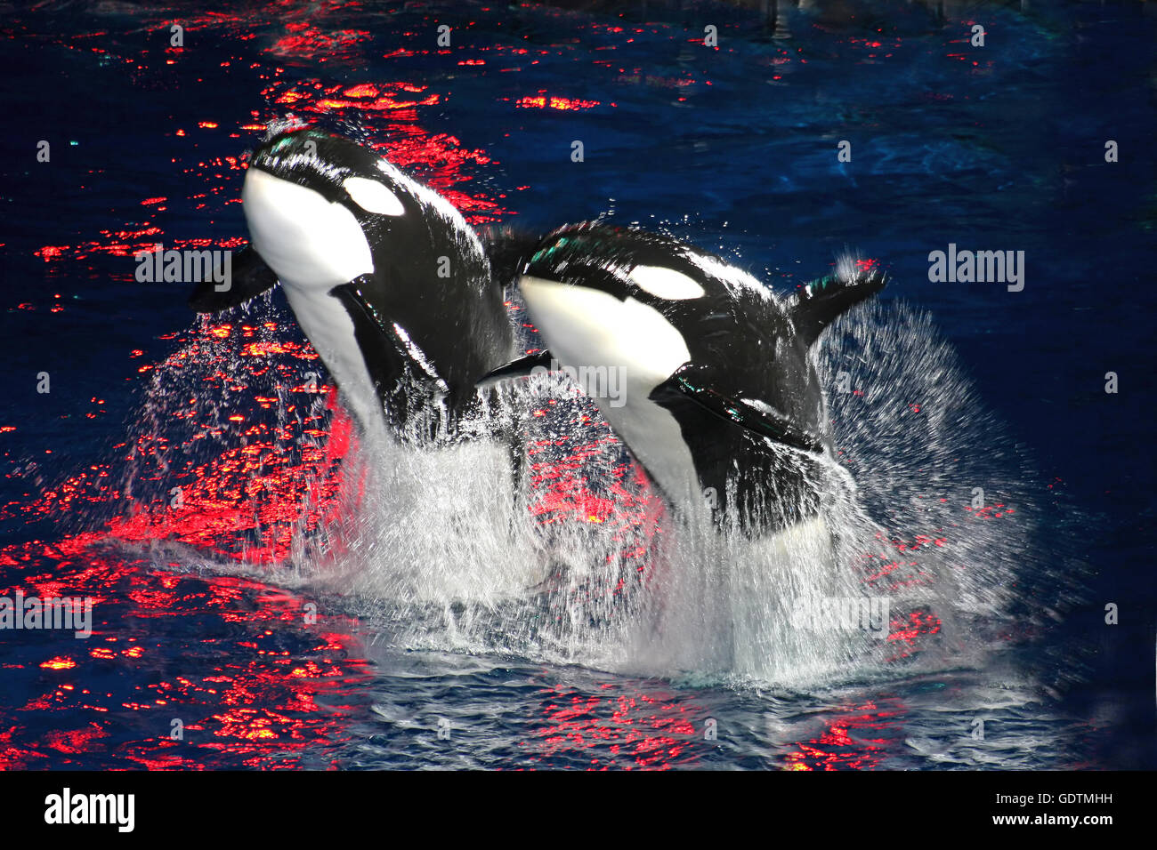 2 Killer Whales jumping in the air at night with bright red light. Stock Photo
