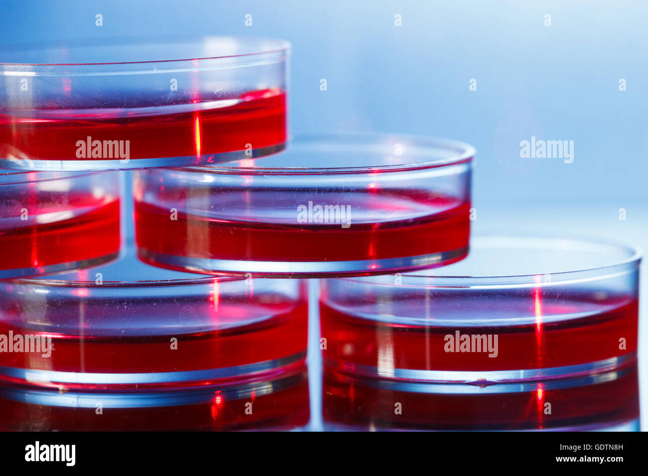 petri dishes in incubator Stock Photo Alamy