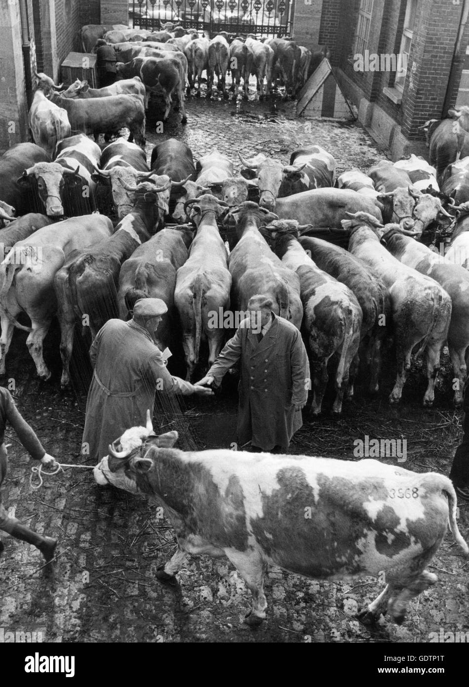 Cattle trade in Munich Stock Photo