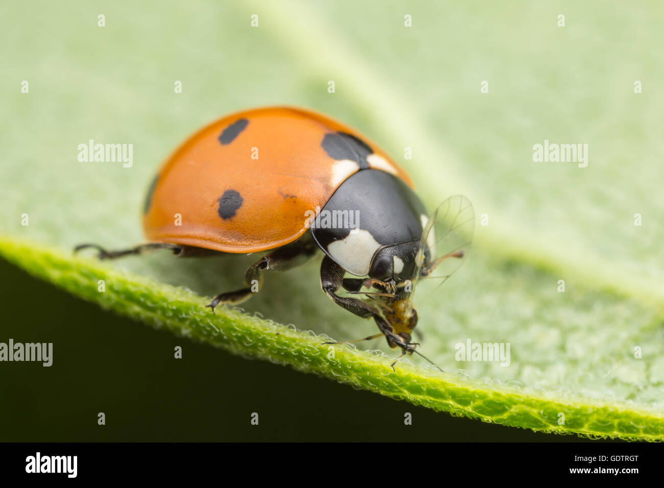 A Seven-spotted Lady Beetle (Coccinella septempunctata) eats captured prey. Stock Photo